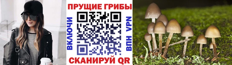 Псилоцибиновые грибы Psilocybine cubensis  hydra маркетплейс  Лагань 